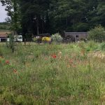 North Walsham grass verges